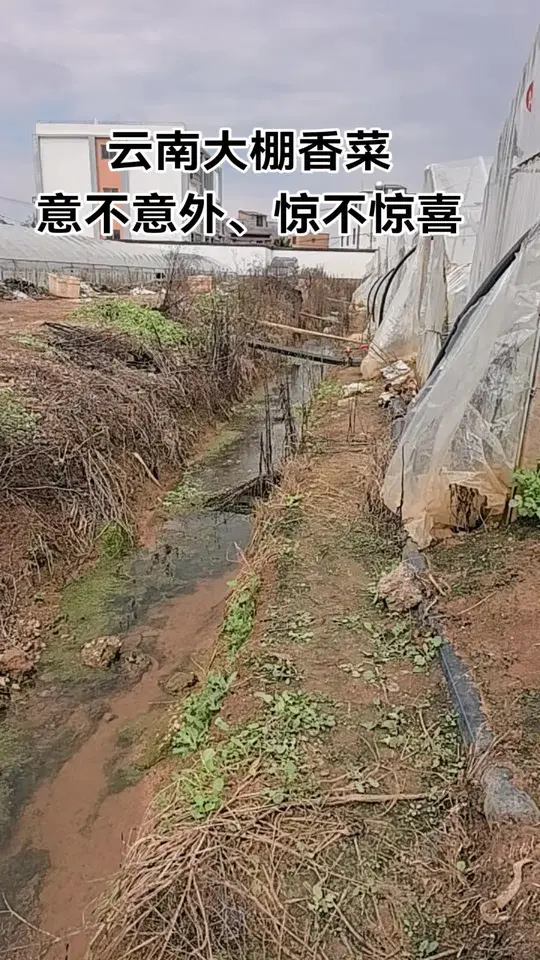 云南大棚香菜价格突然上涨,这行情让人捉摸不透!