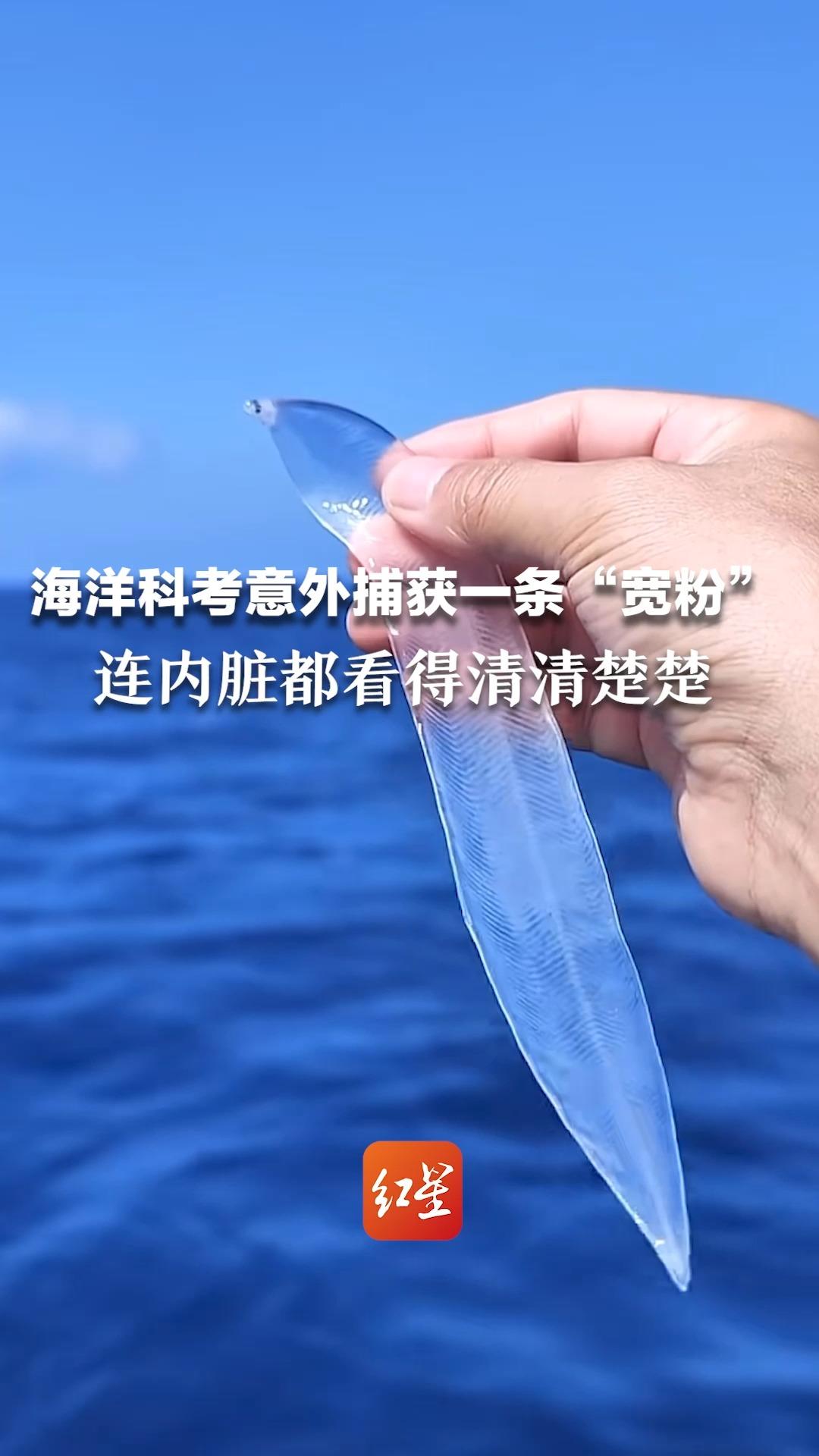 海洋科考意外捕获一条“宽粉” 连内脏都看得清清楚楚 没有一点“隐私”的鱼你见过吗