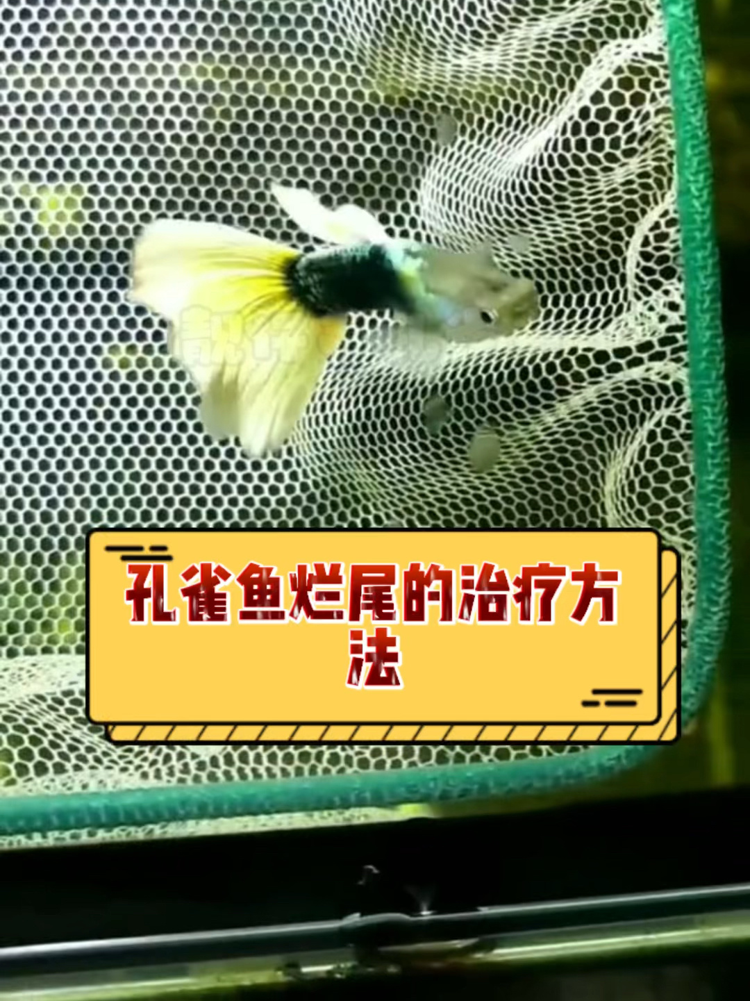孔雀鱼烂尾的治疗方法