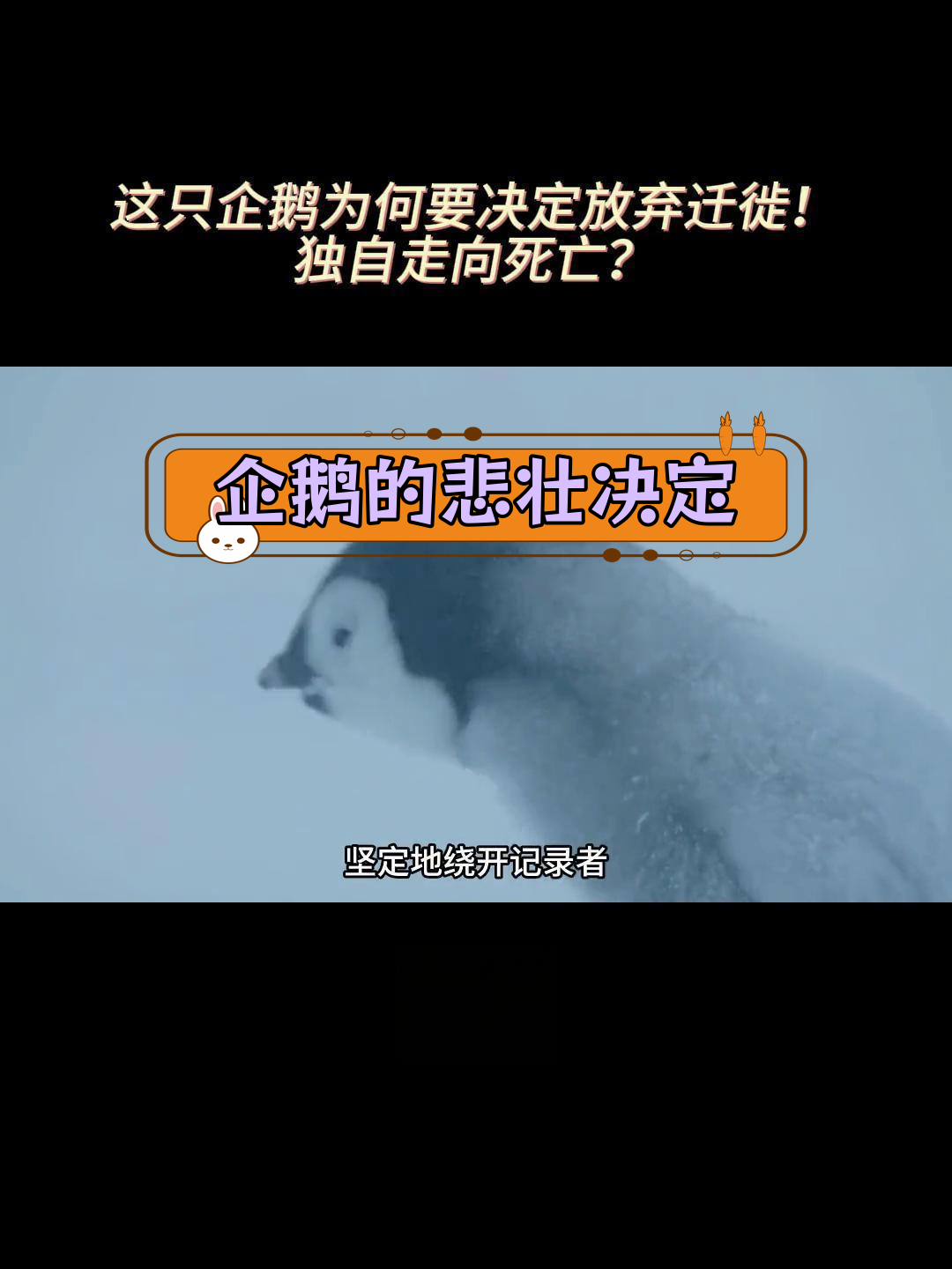 企鹅为何选择独自死亡?背后的原因令人动容