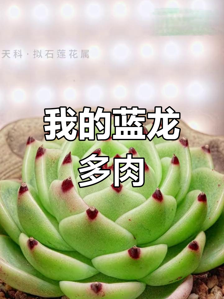 蓝龙多肉:短肥圆的奇妙世界