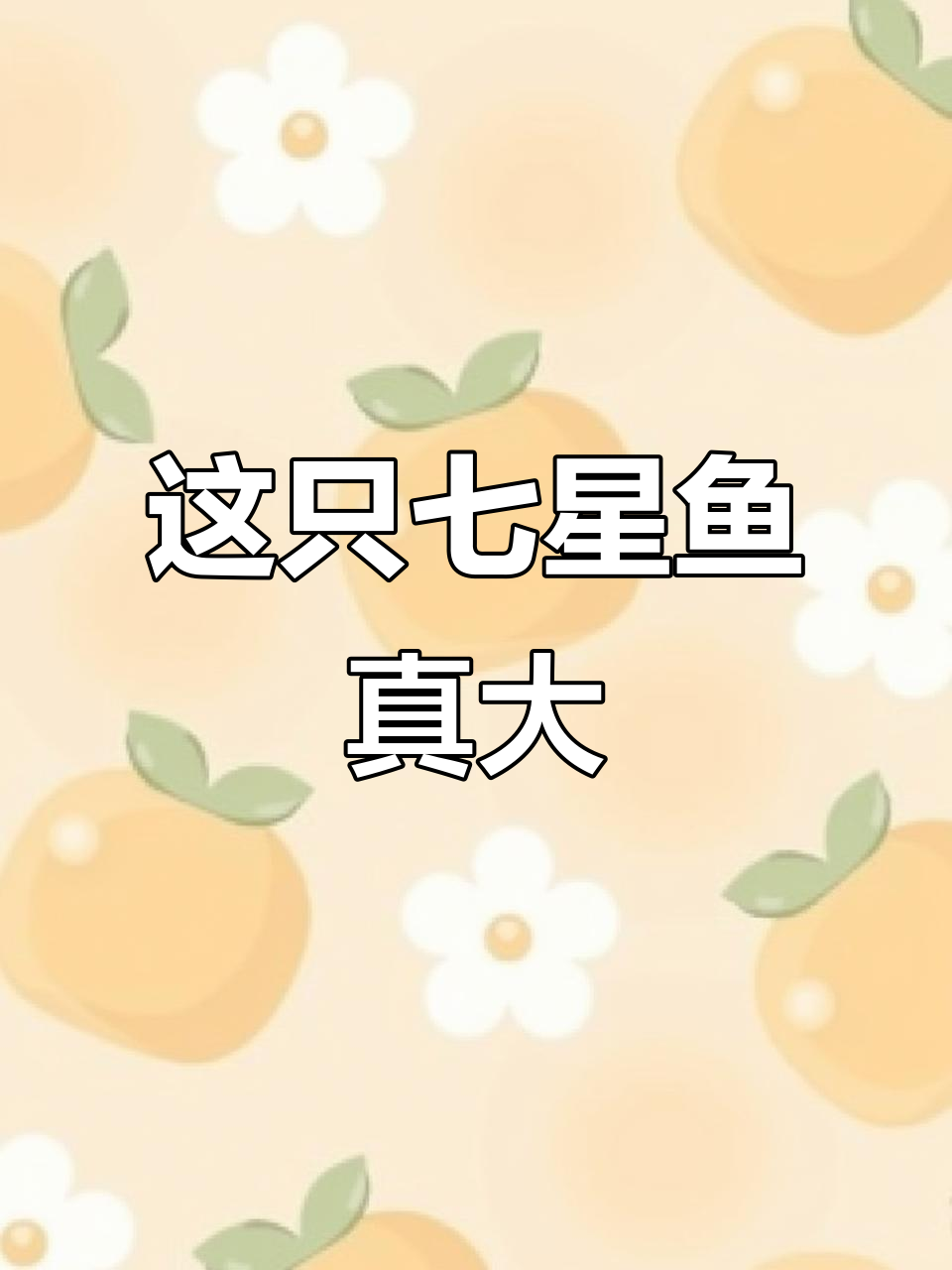 见过这么大的七星鱼吗?野生需要多少年才能长成这样