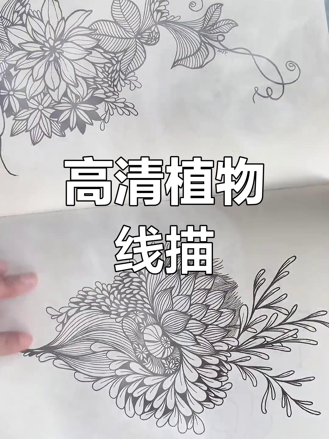 120张精美植物线稿,黑白装饰画素材大集合