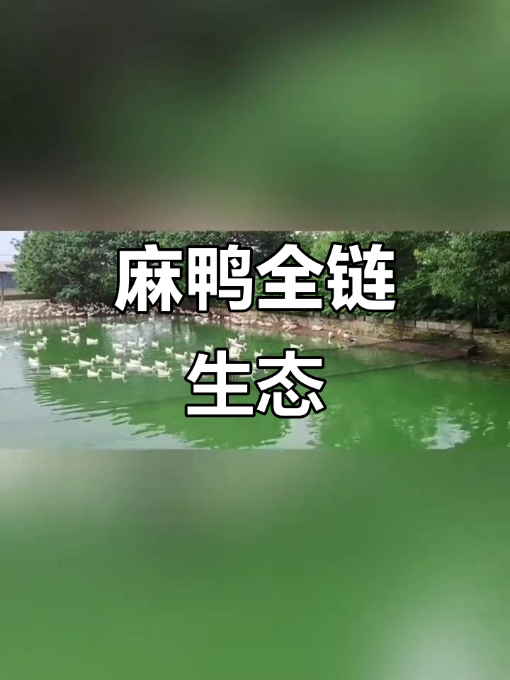 探索科盛麻鸭养殖，全程自然放养，定制宠粮配方开放合作