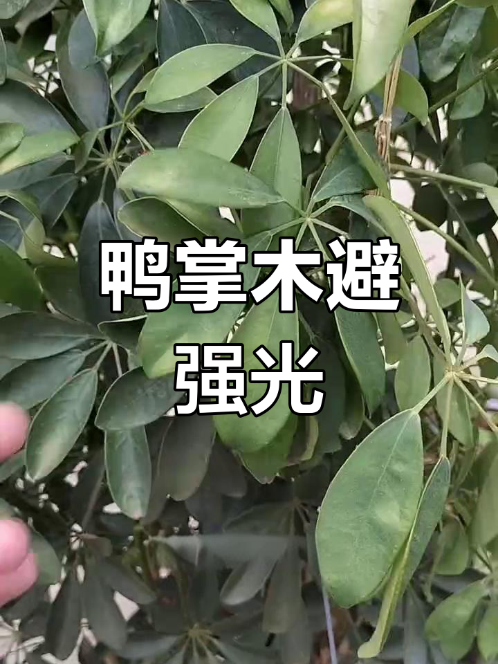 夏季阳光强烈,鸭掌木不宜长时间直射,早晨短时照射可接受