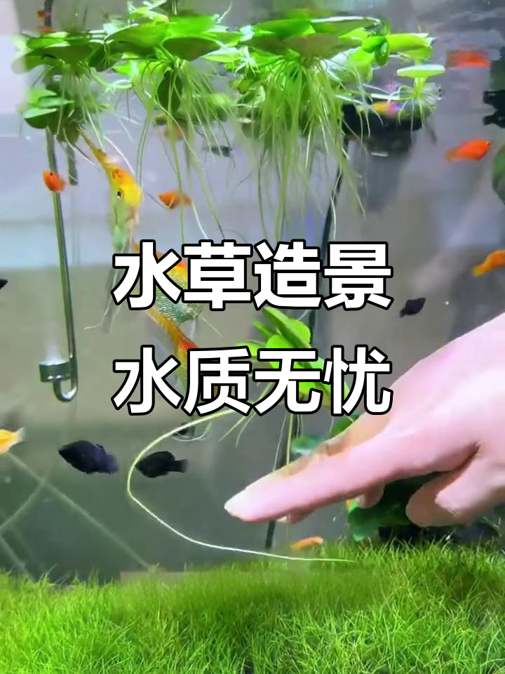 鱼缸里的“天然净化器”,轻松养水不换水