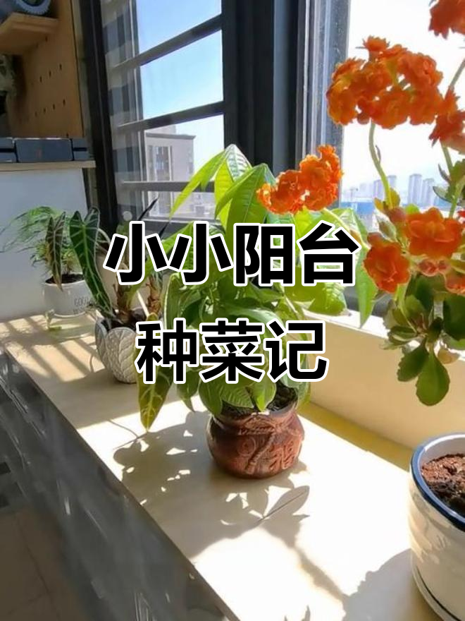 阳台变菜园，三平米打造绿色生活