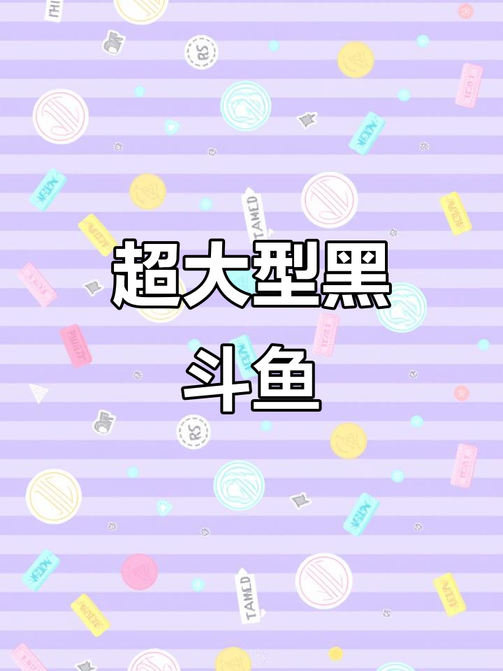 巨型黑色斗鱼,15-16公分超震撼!