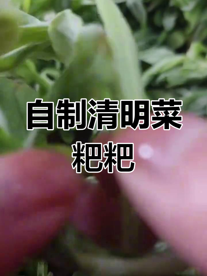 春天的味道,清明菜粑粑制作全攻略