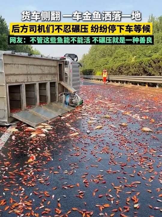 货车侧翻,一车金鱼洒落一地,后方司机们不忍碾压,纷纷停下车等候!网友:不管这些鱼能不能活 
