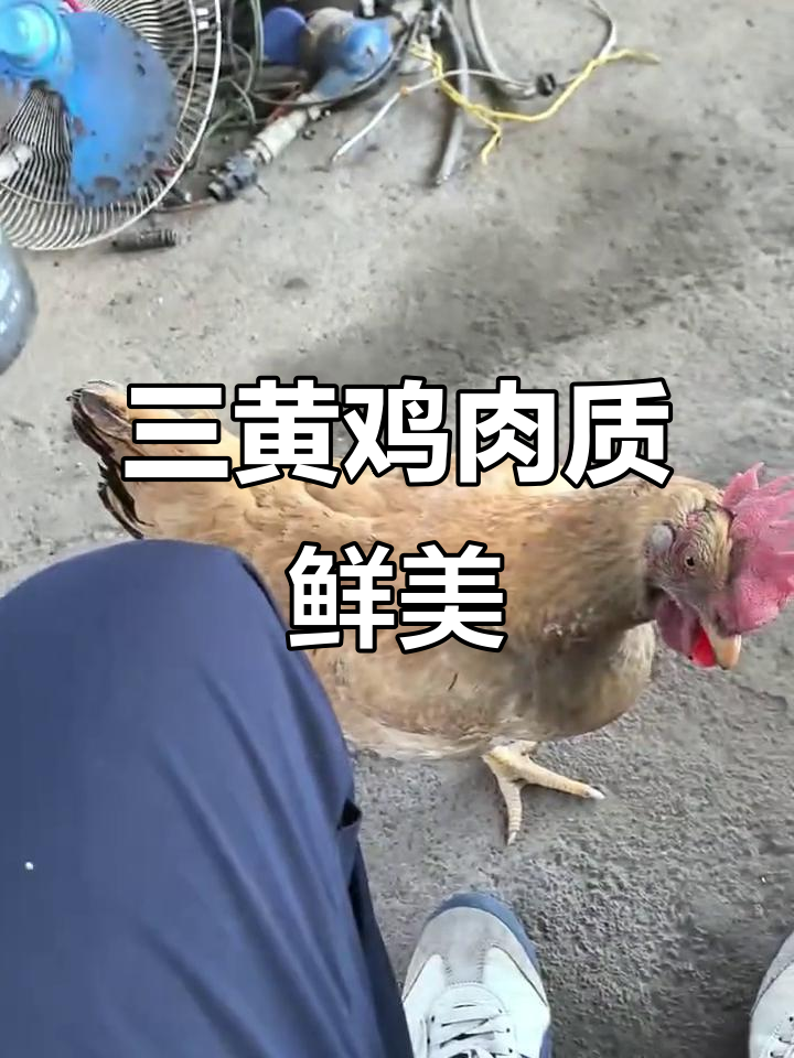 三黄鸡肉质鲜嫩,滋补佳品,适合多种烹饪方式