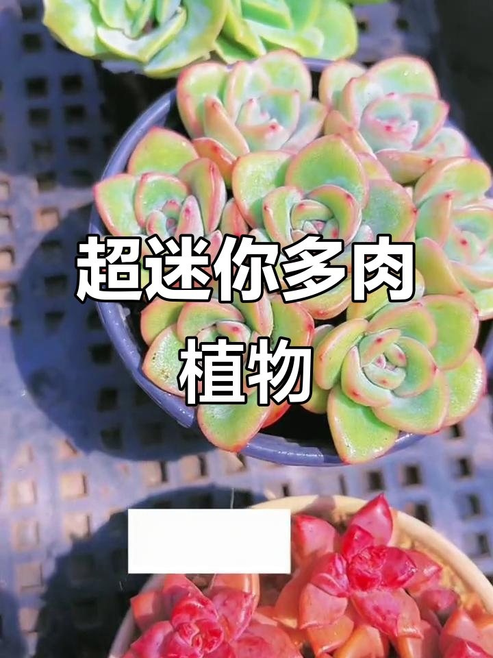 一米多肉萌物大集合，超可爱小汤圆来啦！