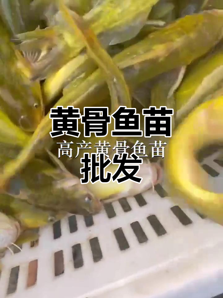 优质黄骨鱼苗,批发供应,广州深圳多地可放生