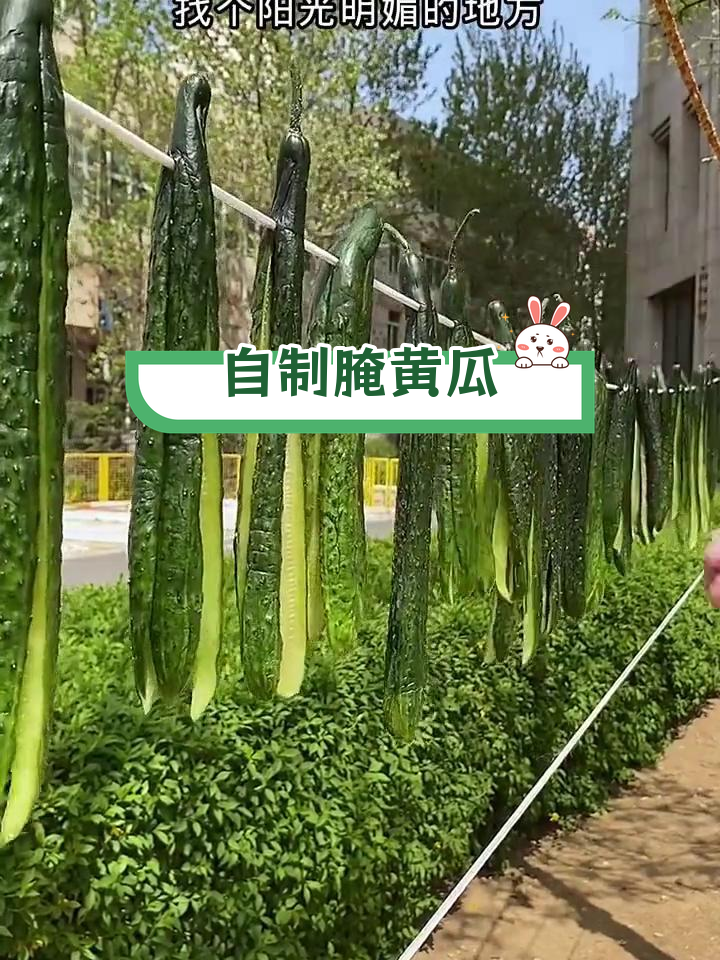 黄瓜小咸菜,脆爽又耐存