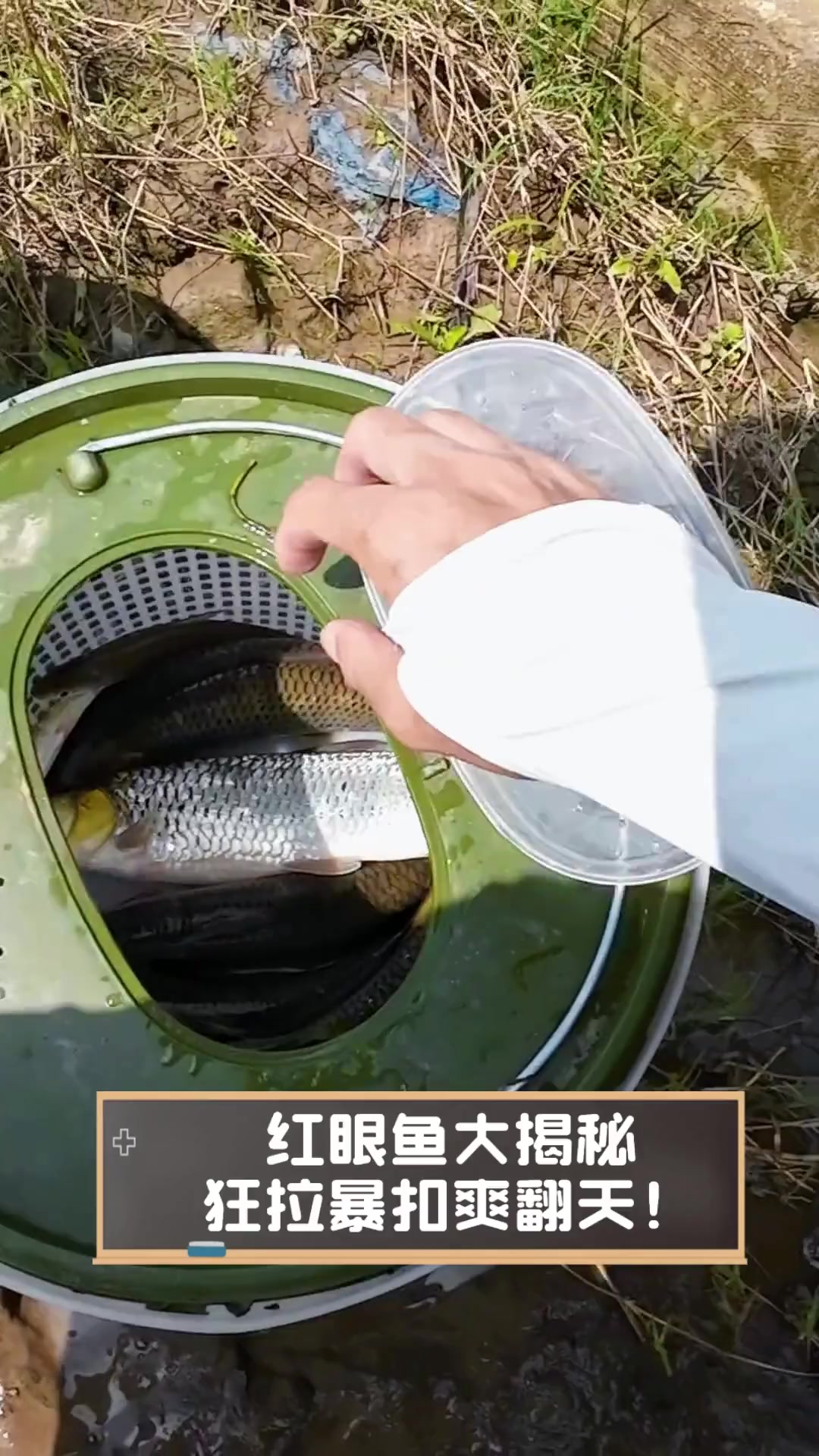 红眼鱼大揭秘,狂拉暴扣爽翻天!