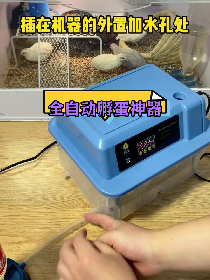 自动孵化器让小鸡诞生更轻松