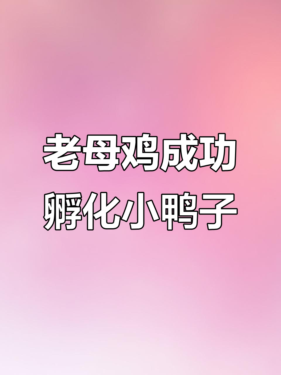男子用老母鸡孵化迷你小鸭蛋,23天竟孵出“特殊”品种