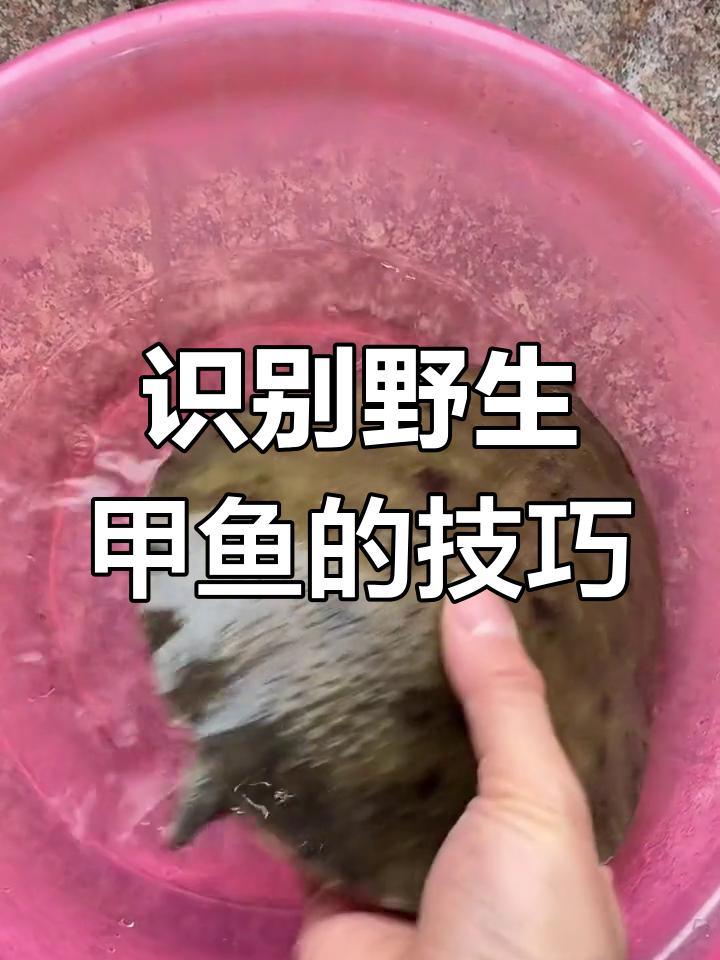 如何辨别野生甲鱼