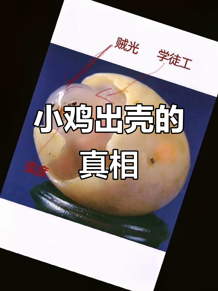 1.3亿小鸡出壳背后的秘密:人为修饰与荒诞传奇