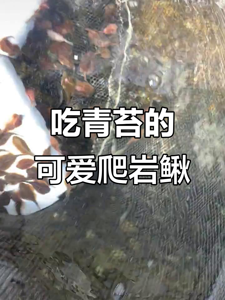 呆萌爬岩鳅,专吃褐藻绿苔,原生冷水鱼中的清洁工