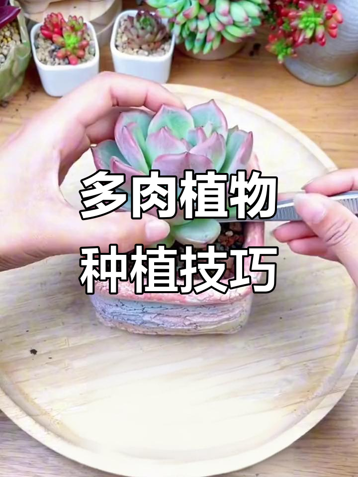 如何正确种植网购多肉植物，步骤全解析
