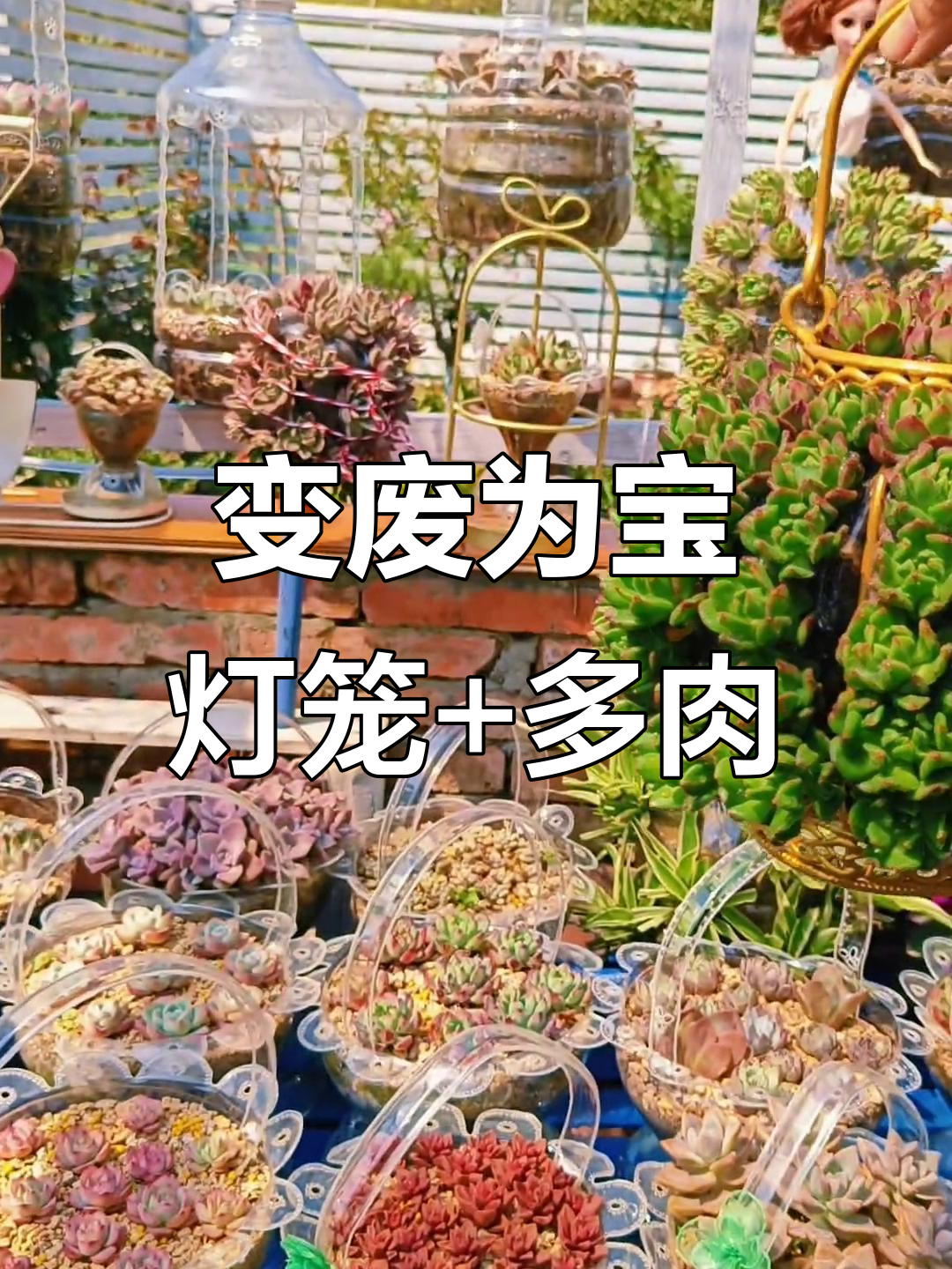 废灯笼变宝,种上多肉植物更美