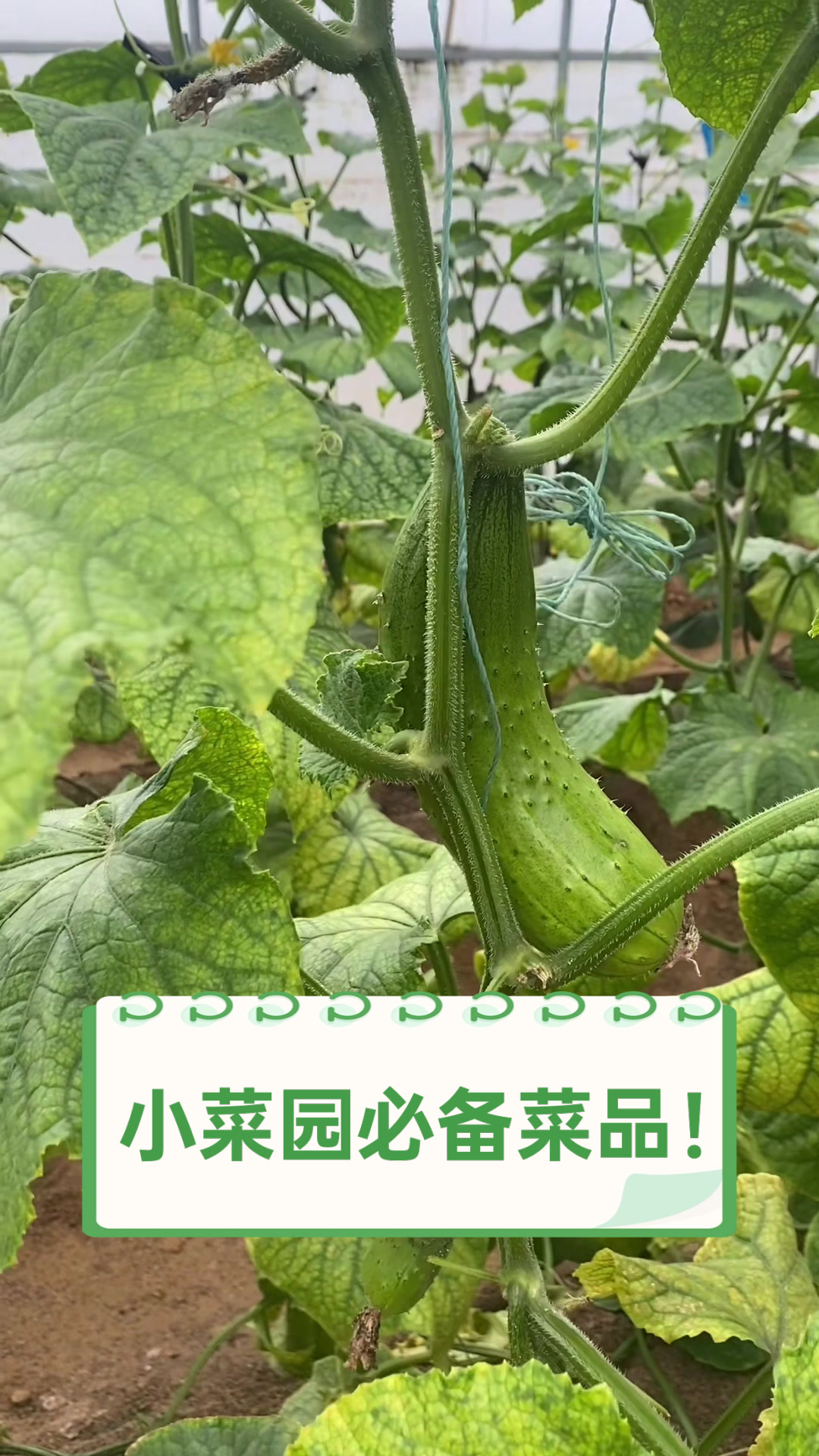 小菜园必备菜品!