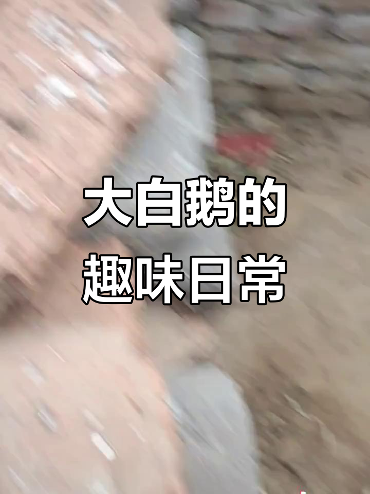 两只大白鹅争气十足,搞笑互动不停