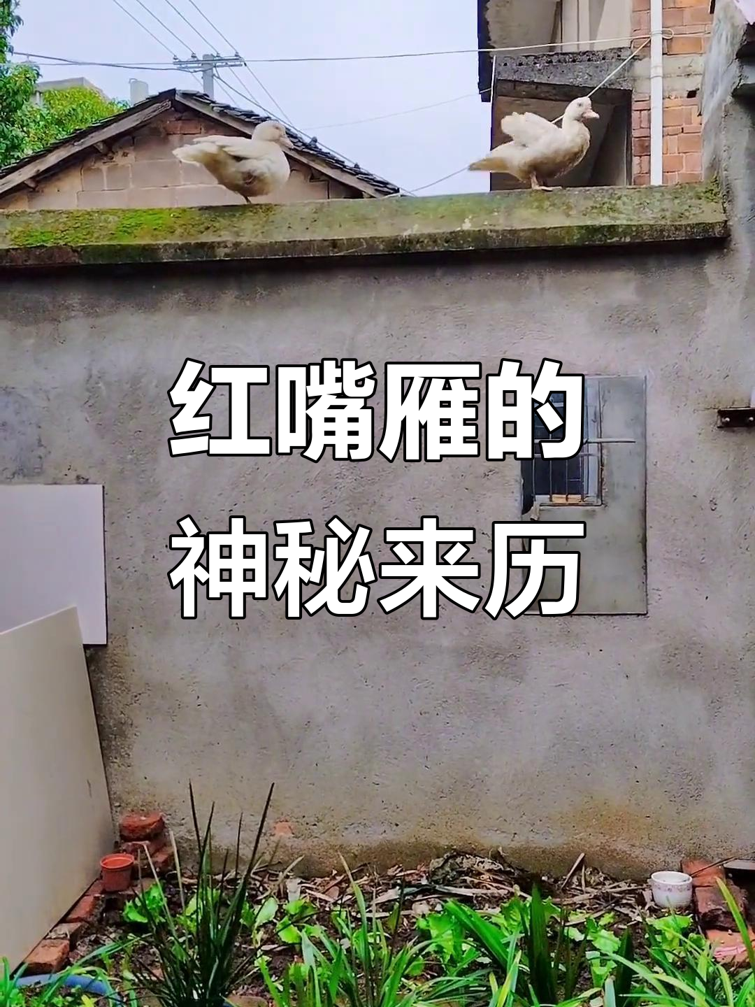 不知哪来的红嘴雁,祖先竟是南美番鸭!你见过吗?