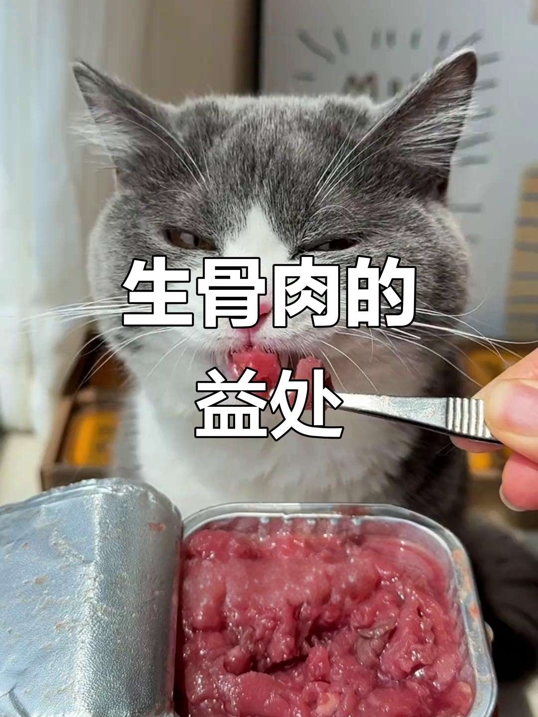 为什么猫咪吃生骨肉更健康?这些好处你不得不知
