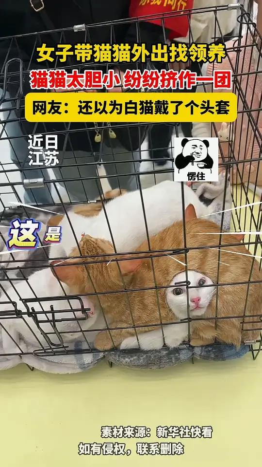 女子带猫猫外出找领养,猫猫太胆小,纷纷挤作一团,网友:还以为白猫戴了个头套
