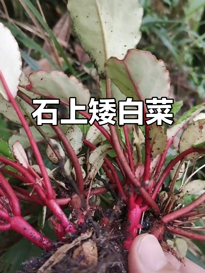 生长在石头上的岩白菜,农村大山的珍稀宝藏