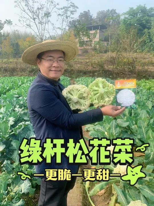 70天花菜品种介绍 绿杆松花菜,更脆、更甜,口感好,产量也不错,喜欢的朋友点个赞+收藏,丝