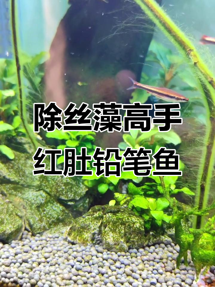 红肚铅笔鱼轻松去除丝藻,效果惊人