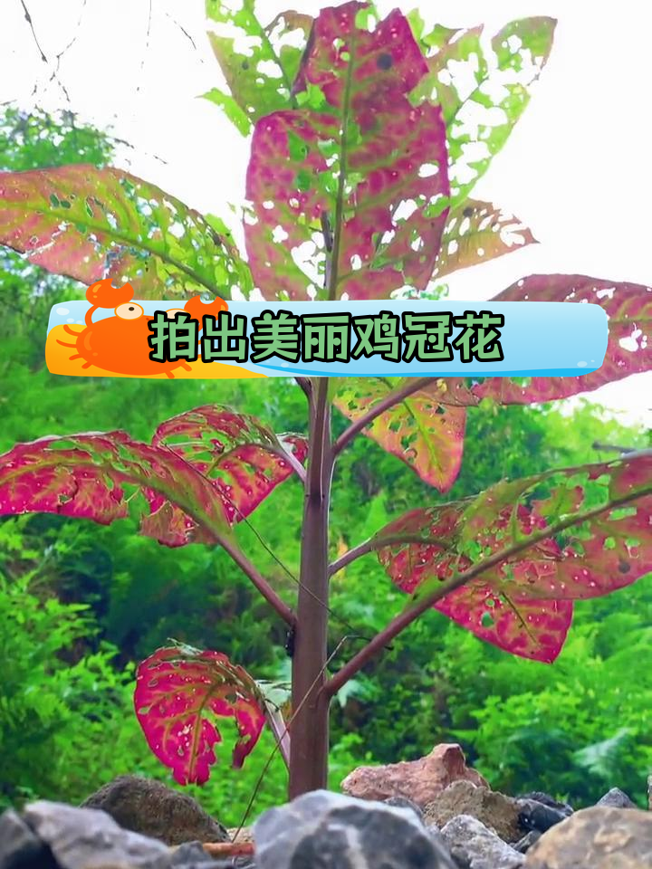 手机摄影:鸡冠花拍摄技巧