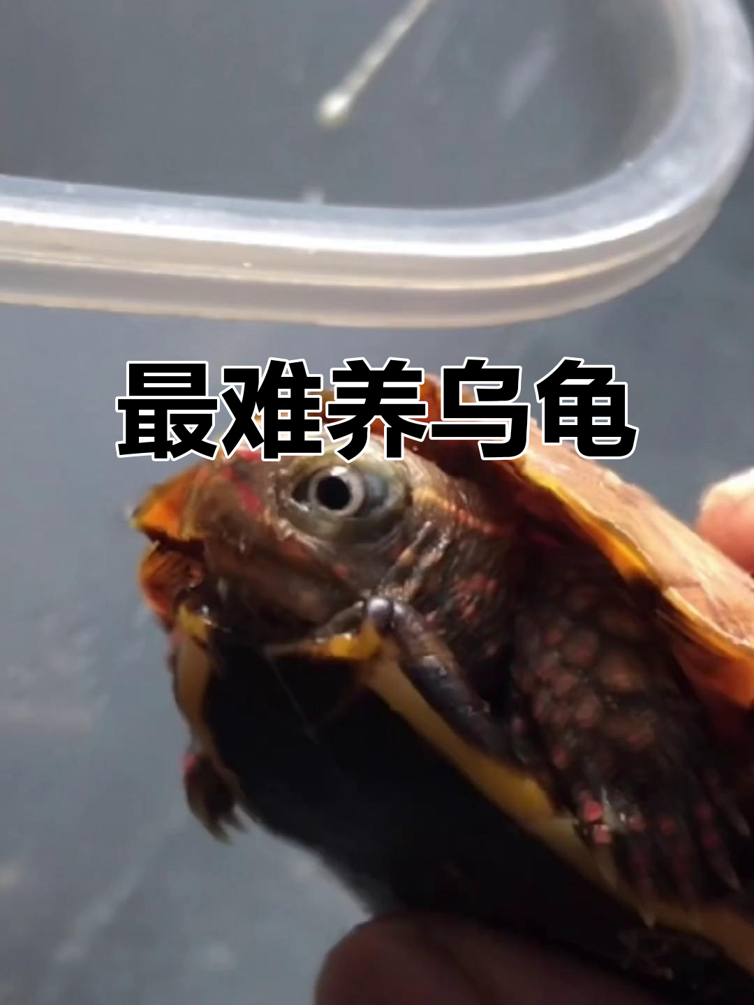 枫叶龟:最难养的乌龟之一,外观堪比金钱龟