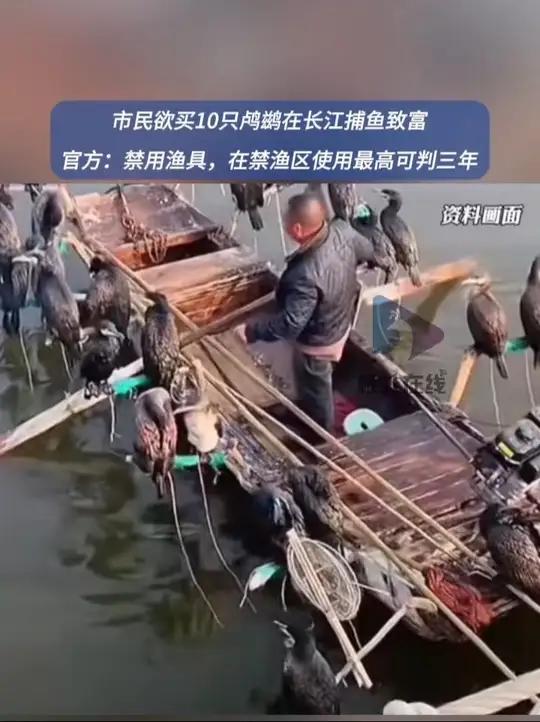 武汉水利局回应市民欲买鸬鹚捕鱼 近日,有市民在城市留言板抛出其设想的“致富经”,并询问长江