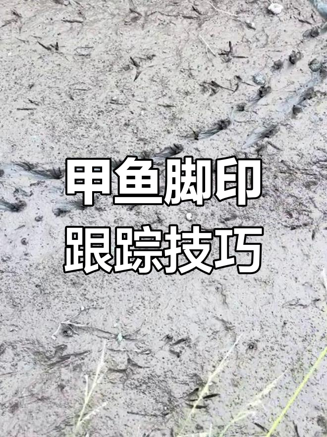 甲鱼脚印揭秘:如何精准追踪