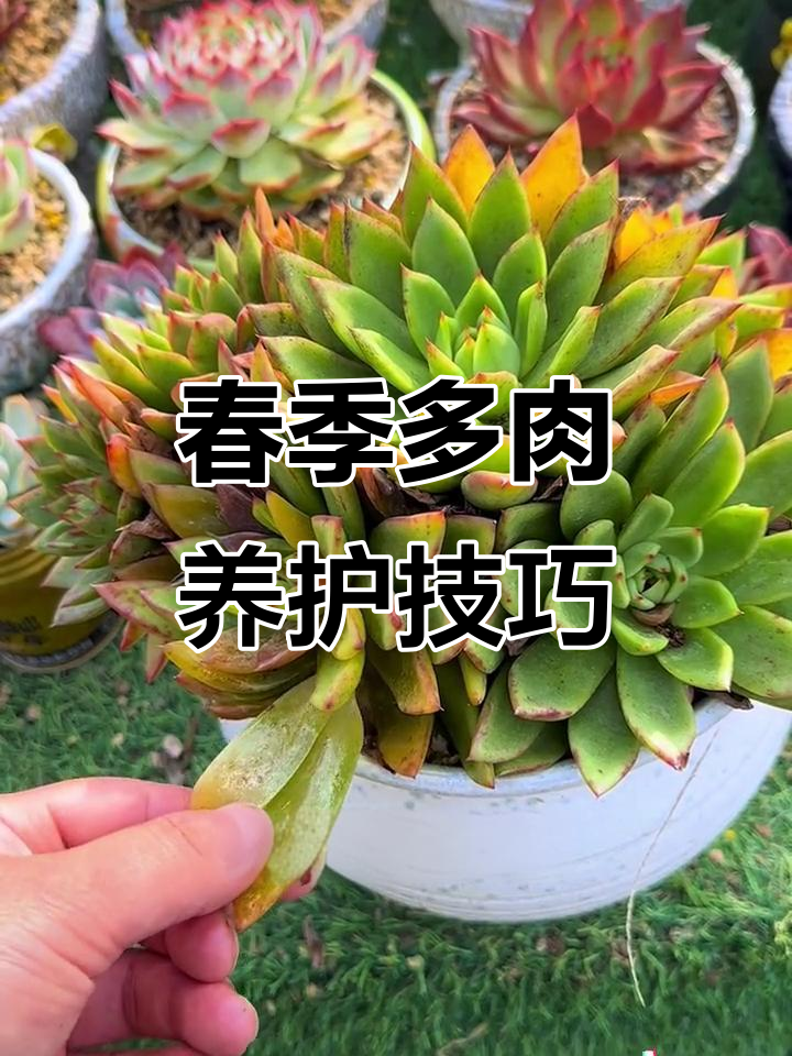 多肉植物常见病害及防治方法，新手必看！