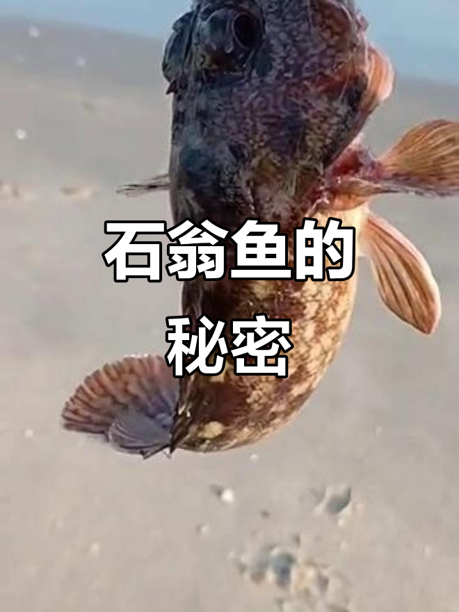 搞笑与实拍双重体验，石翁鱼揭秘