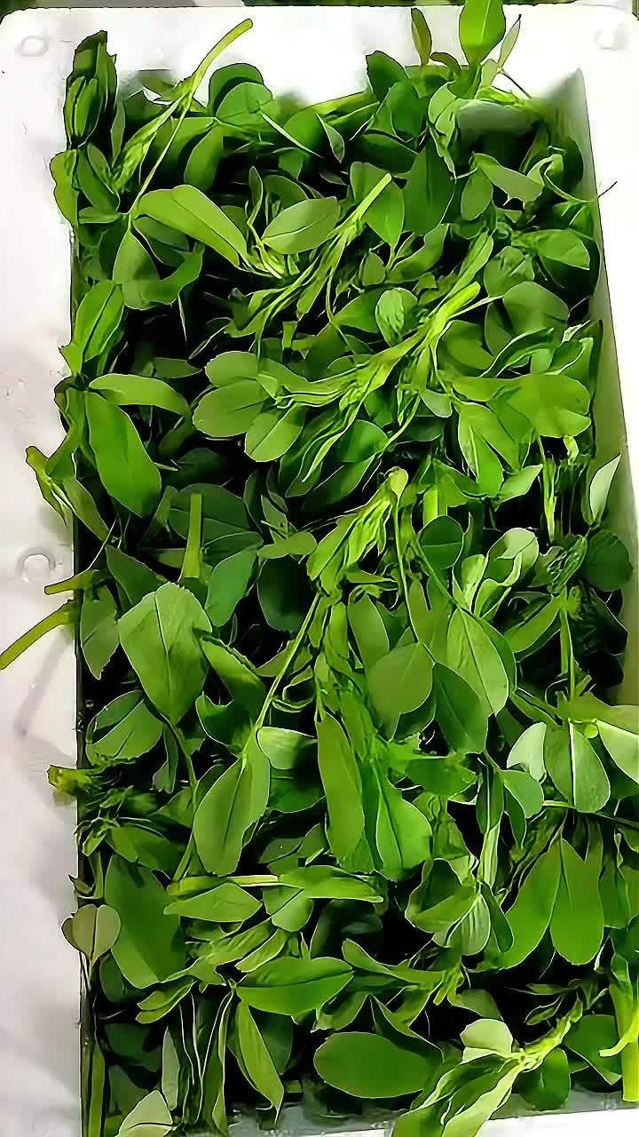 春天吃什么菜最好?那当然是这款野菜了,据专家说,它含有丰富的铁元素和维生素等 创作灵感 春