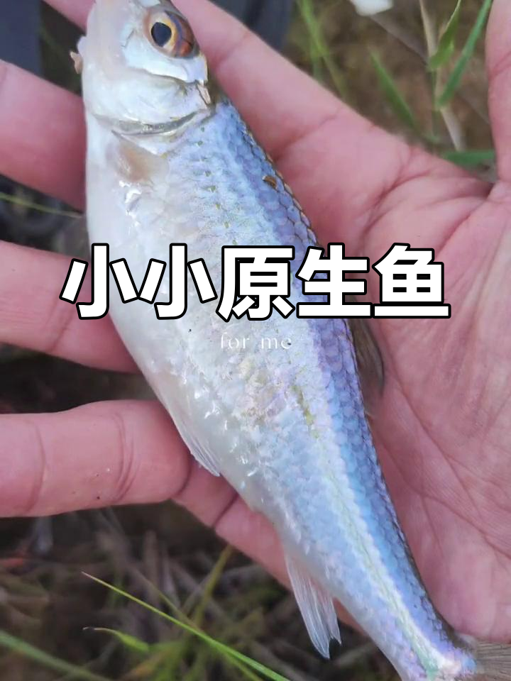 巨型银鮈鱼,大自然的美味馈赠