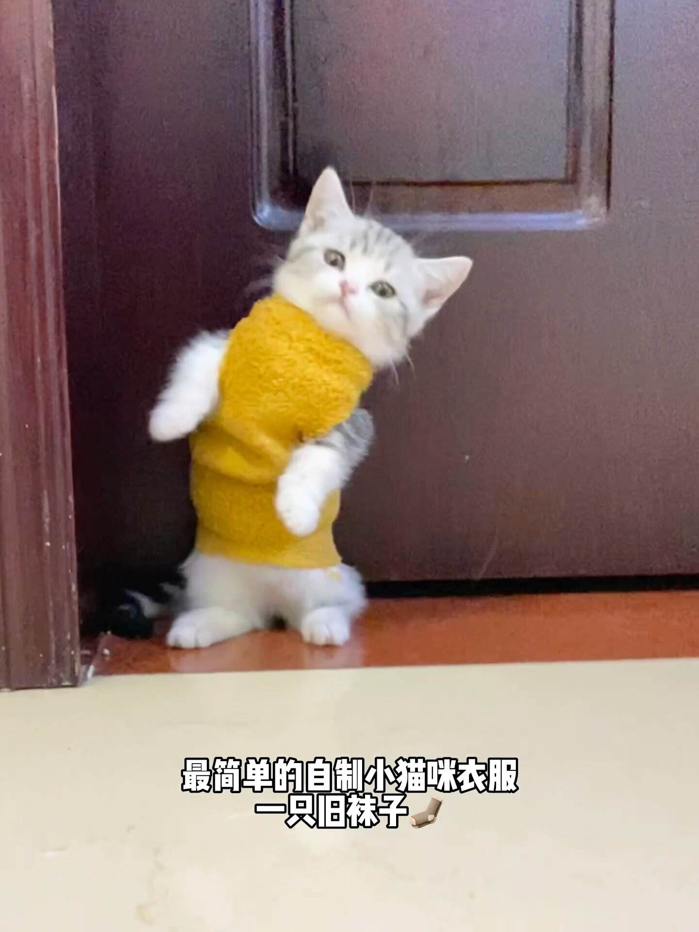 最简单的自制小猫咪衣服