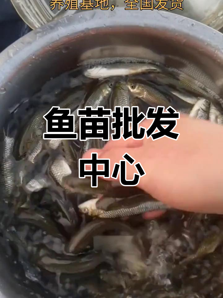 淮安鱼苗批发,多种淡水鱼类供应