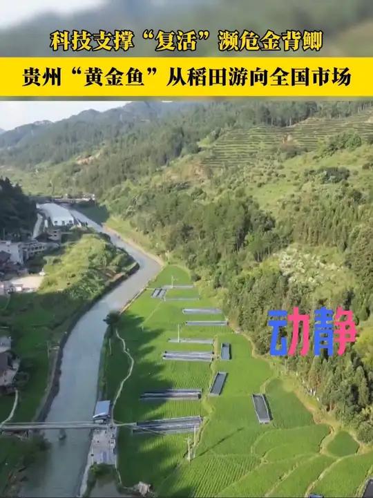 科技支撑“复活”濒危金背鲫，贵州“黄金鱼”从稻田游向全国市场