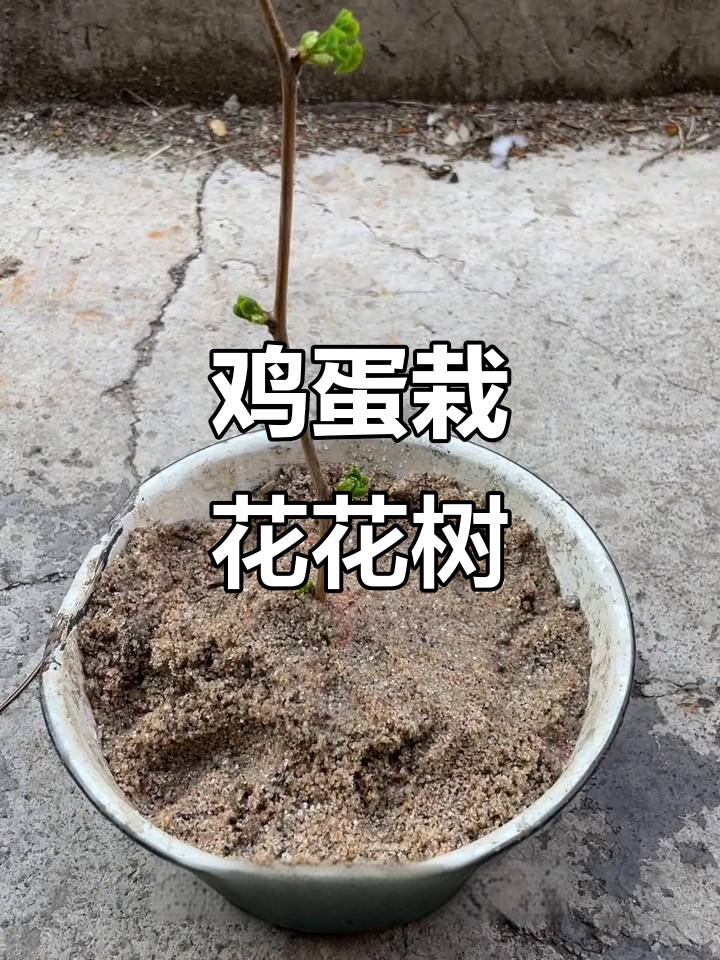 鸡蛋花树小妙招,轻松种出美丽盆栽