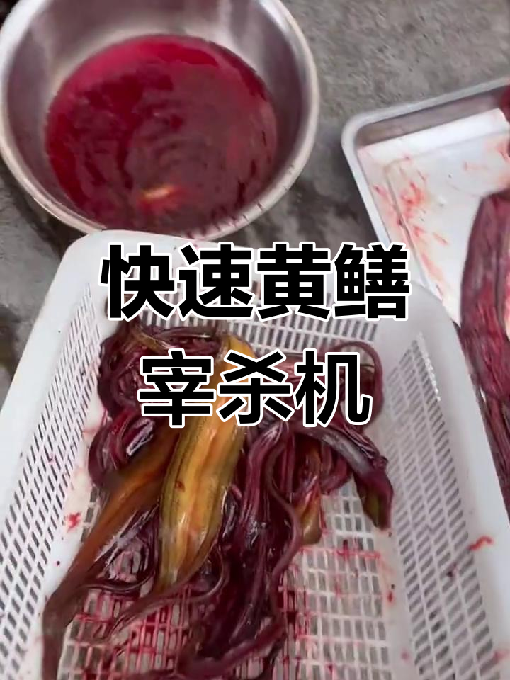 黄鳝宰杀不再难,手工操作太费时?试试这款机器!