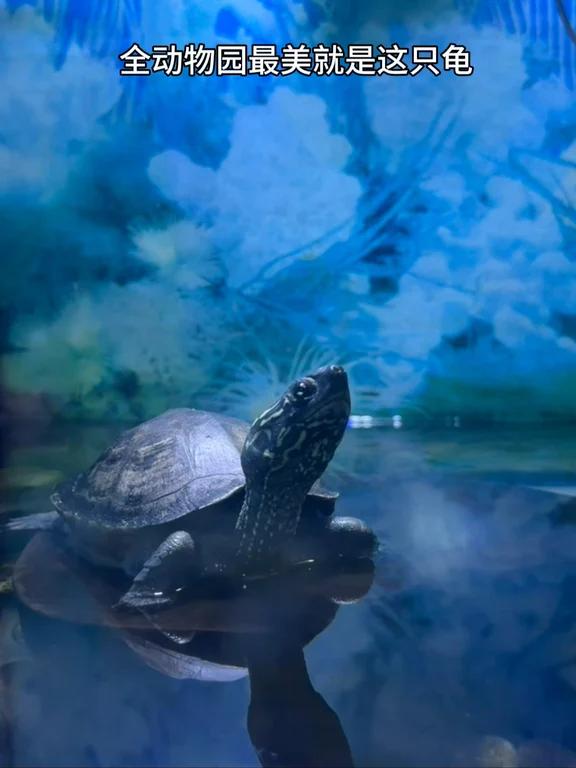 我在北京动物园看见一只龟长得好像叨叨
