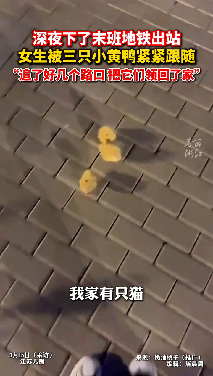 女生下地铁被三只小黄鸭紧紧跟随:追好几个路口,把它们领回了家