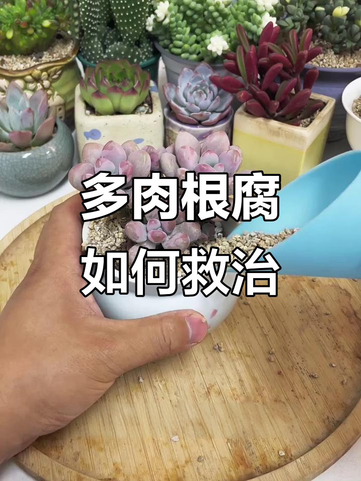 桃蛋多肉根部腐烂?教你三步救活它